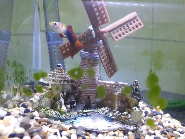 孔雀魚好像生病 了？！