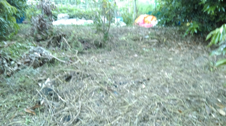 新手整理自家的果園經歷
