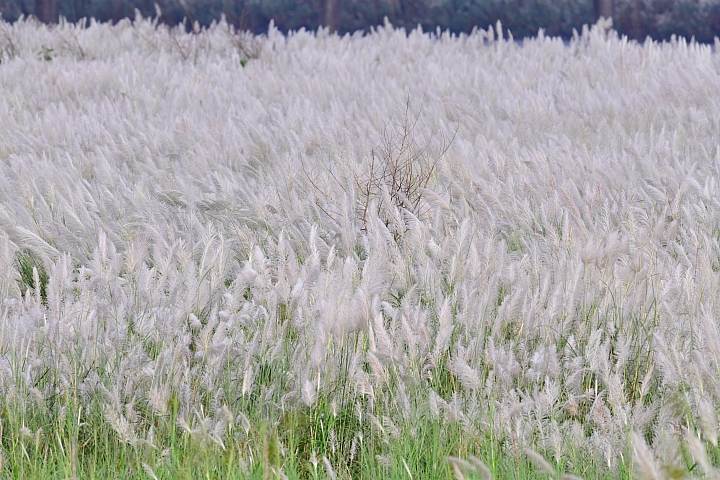 Nikon接力拍秋芒