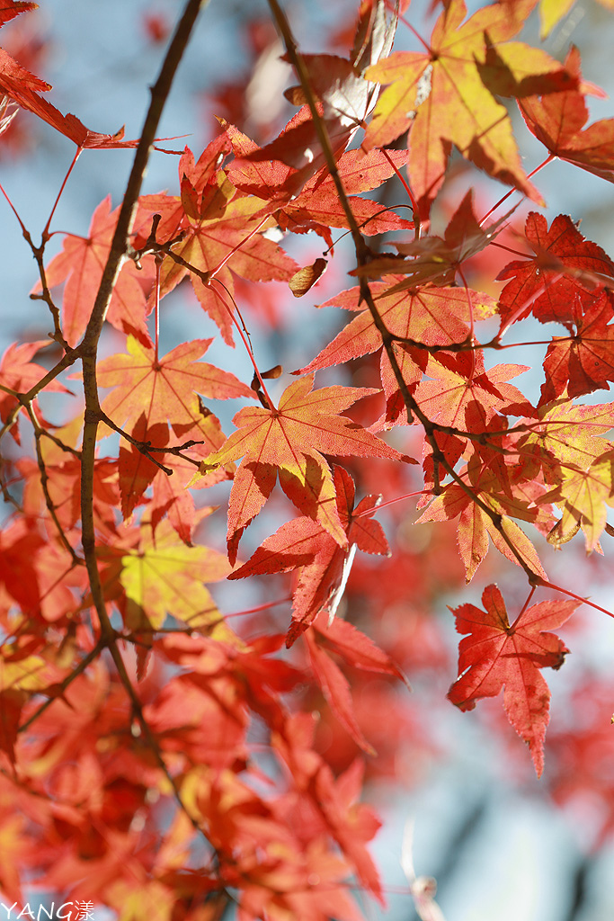 【福岡】寶滿宮竈門神社，賞紅葉求良緣一次搞定