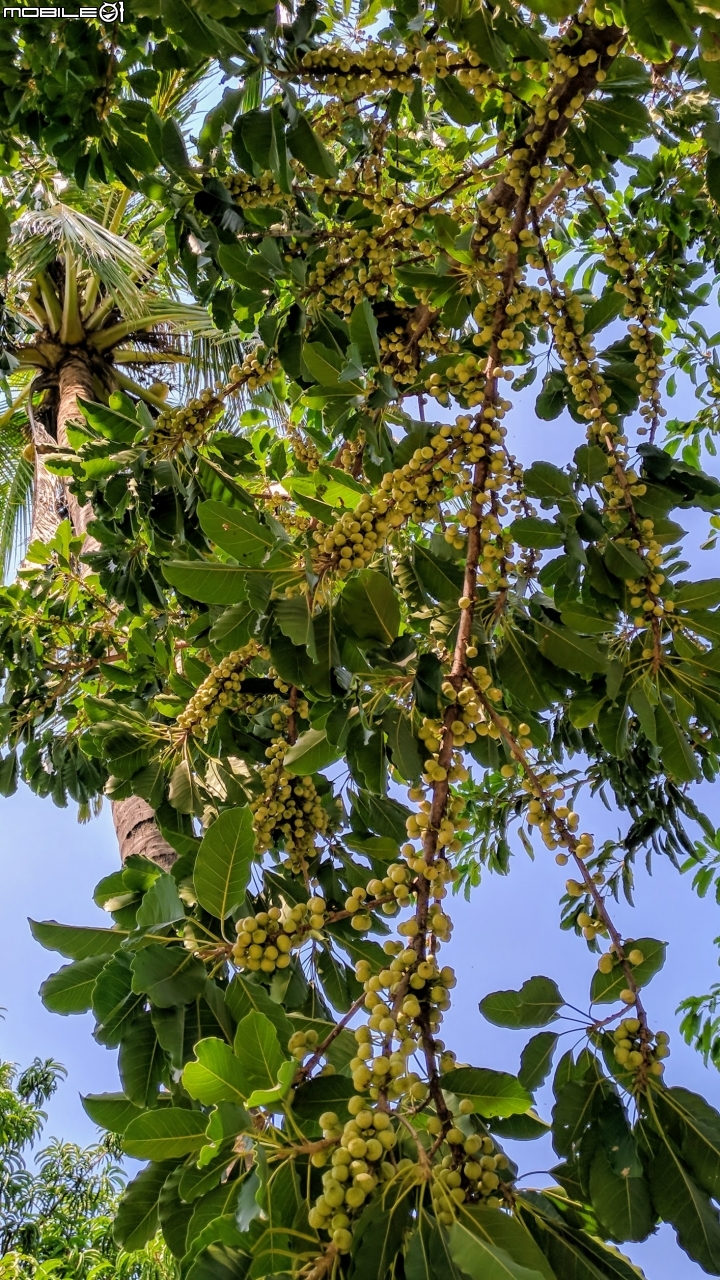 雀榕+黃連木 台南市永康區永康公園 09/30