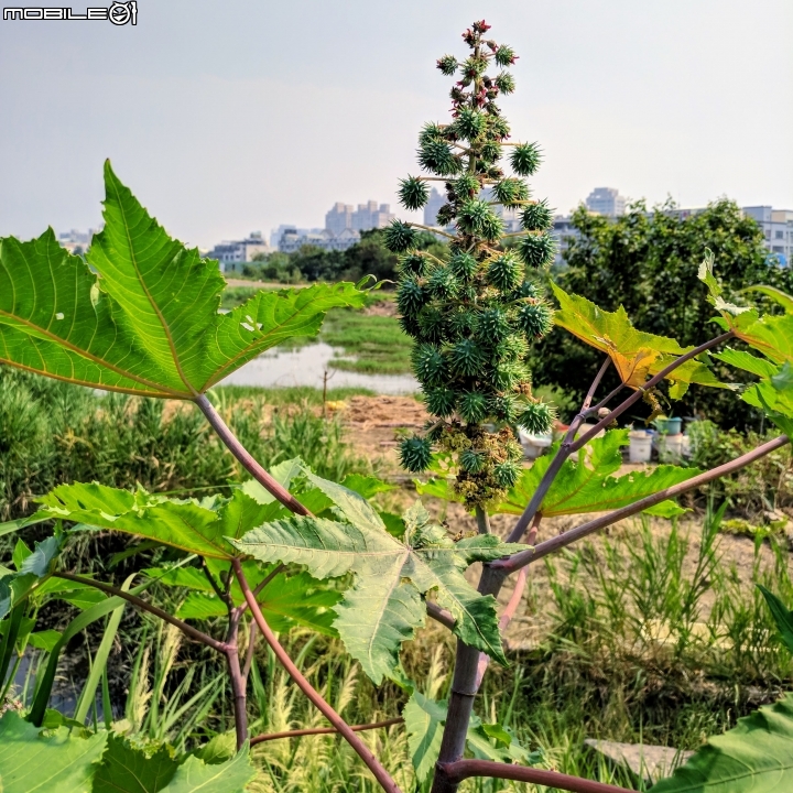 水黃皮+冬葵子+辣木+蓖麻 台南市安平區鹽水溪畔 10/10