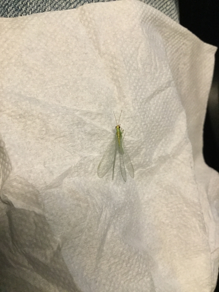 晚上趨光飛來，請問這是什麼？