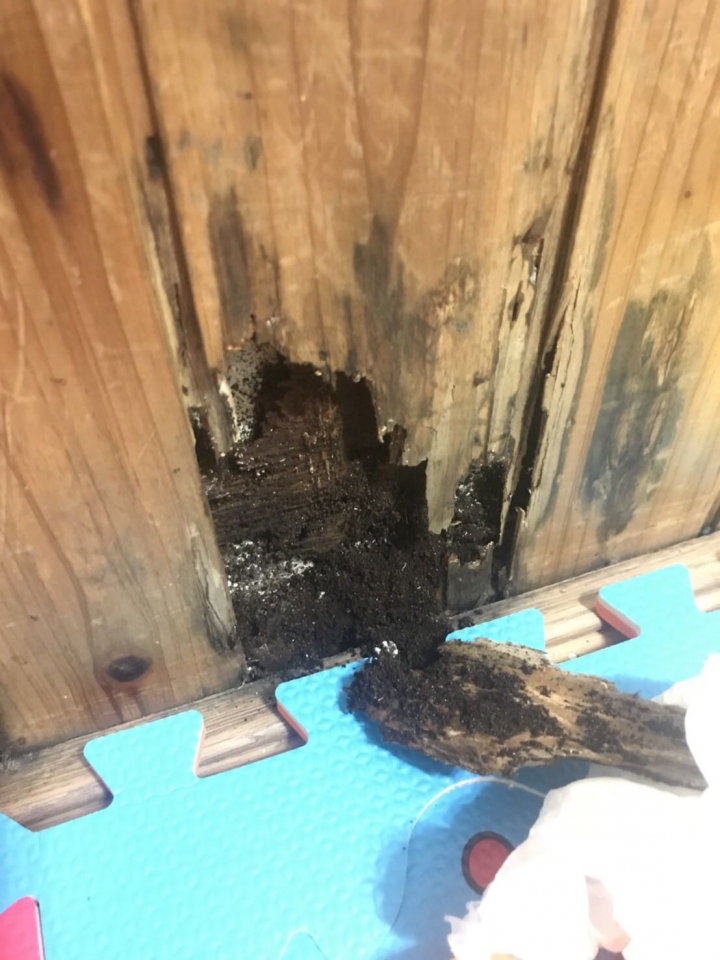 廁所、房間一直有馬陸，該怎麼辦啊啊啊啊
