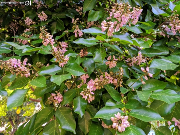 水黃皮+欒樹+朱蕉 高雄市楠梓區右昌森林公園 10/13