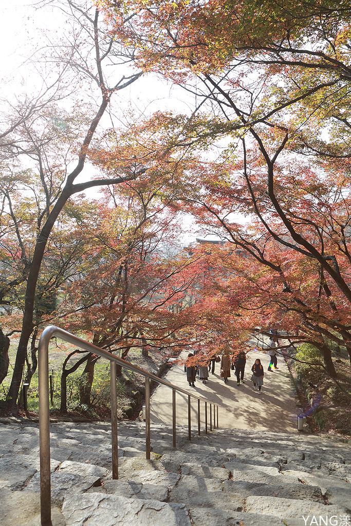 【福岡】寶滿宮竈門神社，賞紅葉求良緣一次搞定