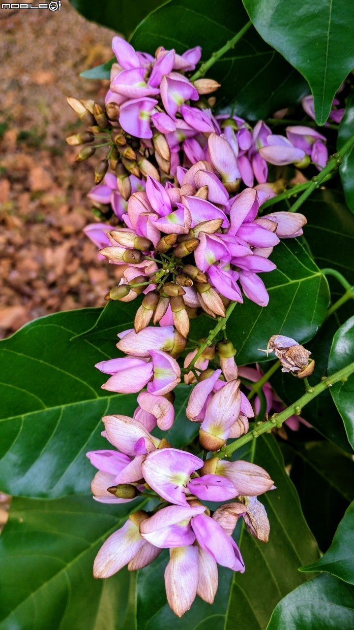 水黃皮+欒樹+朱蕉 高雄市楠梓區右昌森林公園 10/13