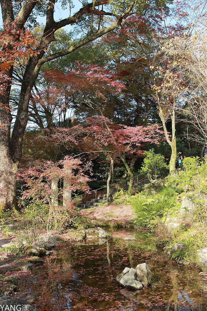 【福岡】寶滿宮竈門神社，賞紅葉求良緣一次搞定