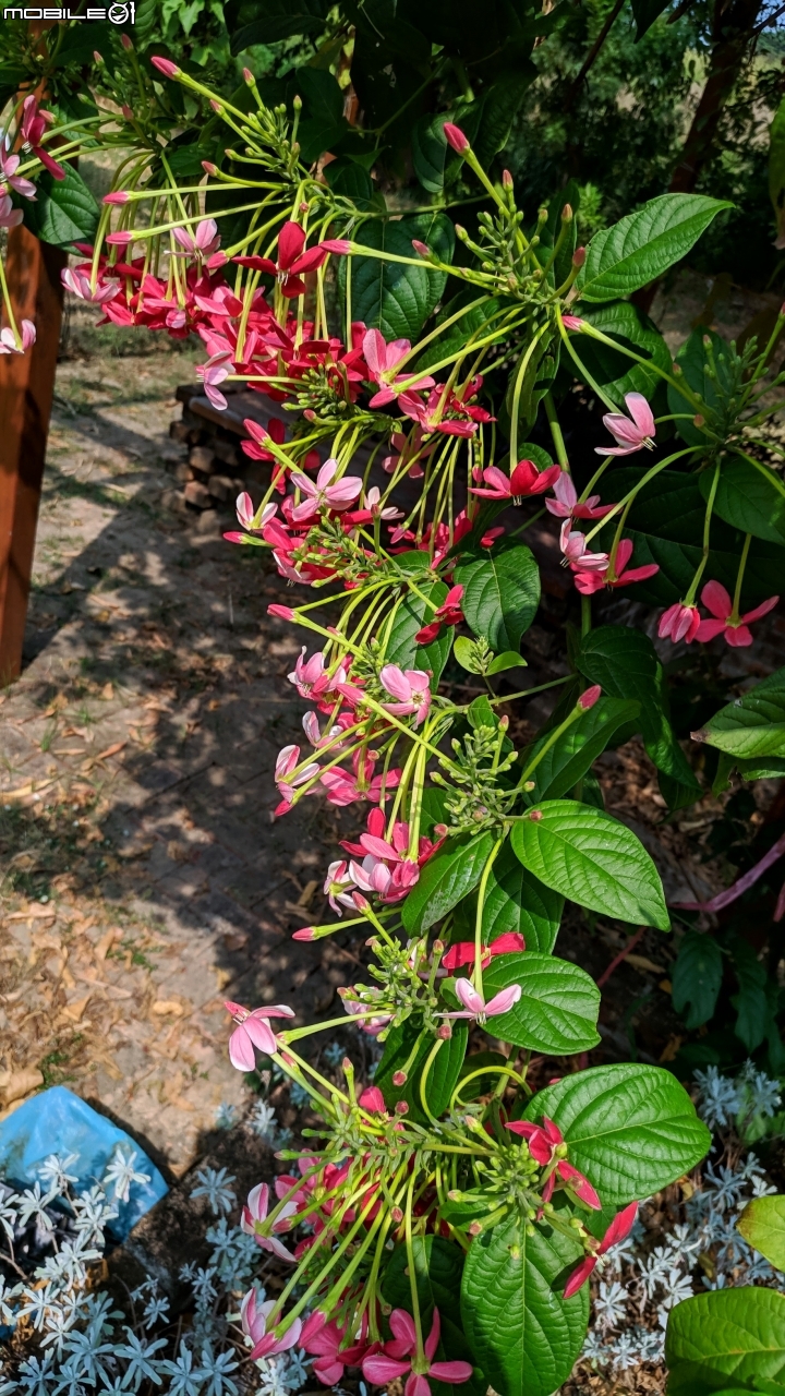 垂花懸鈴花(永不開的花) 台南市東區後甲公園10/21