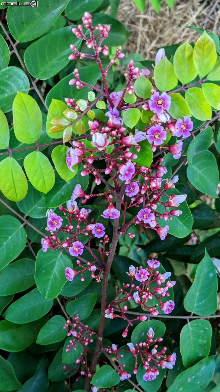 楊桃花 台南市北區中華北路一段 10/21