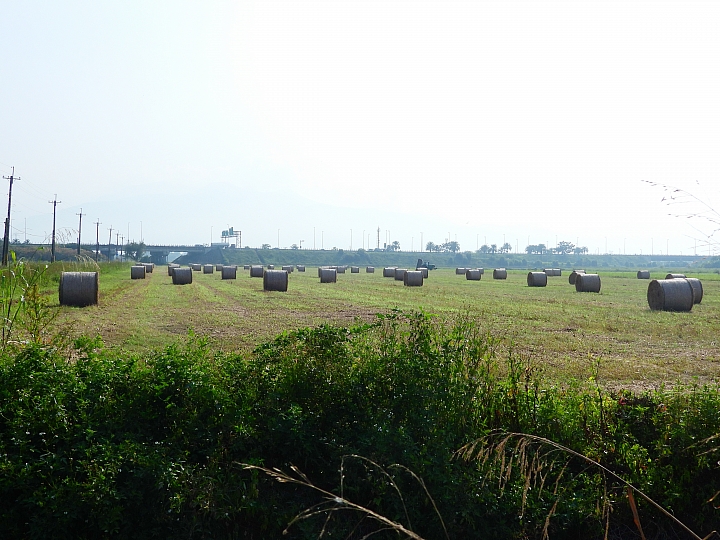 Nikon P1000一日遊，從霧台到南州，到林園深秋芒，迎接鳗魚苗返鄉的豐收。