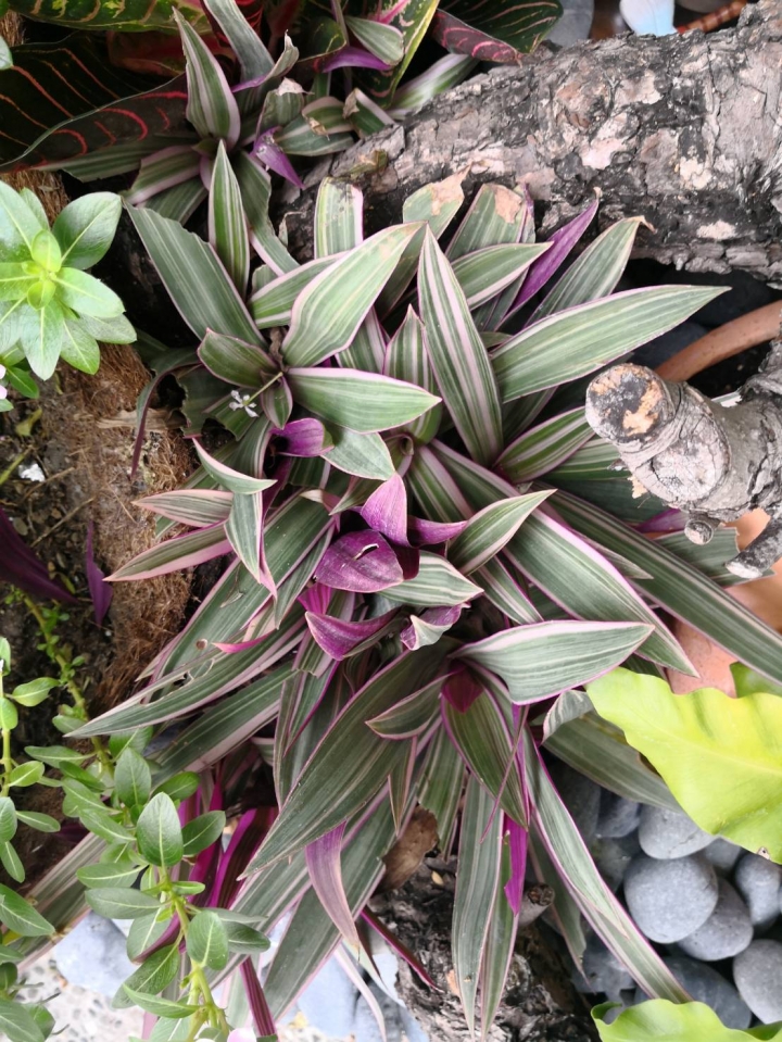請問植物名稱?
