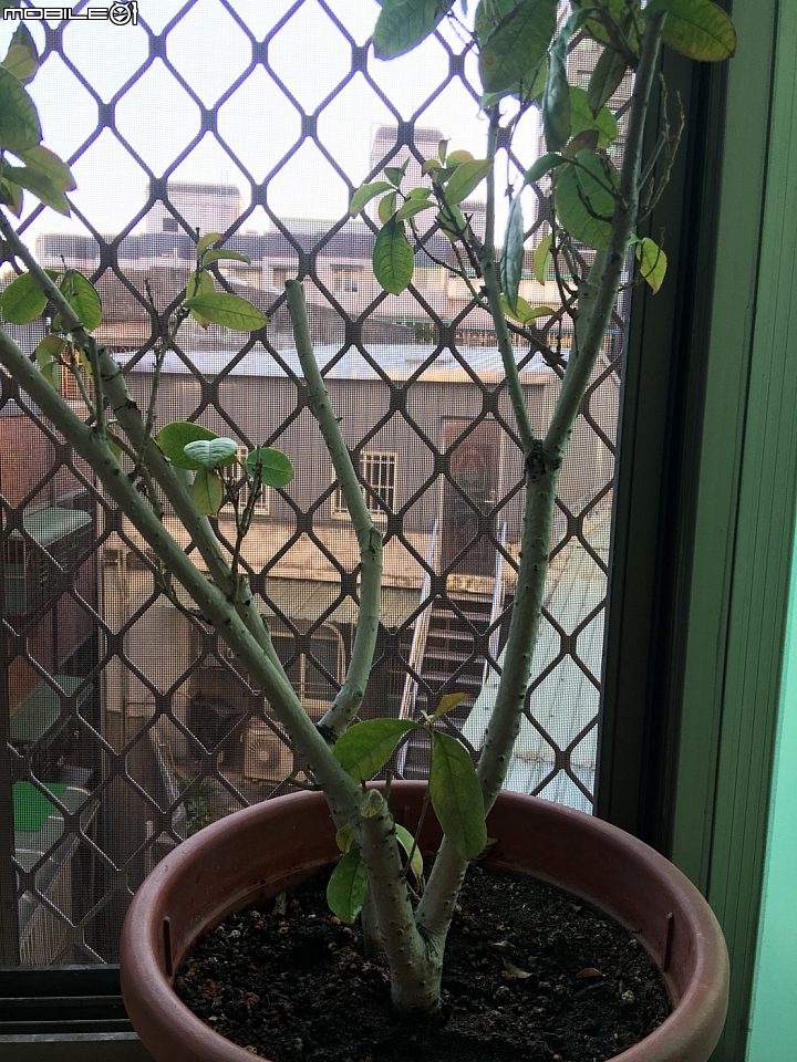 我的桂花還有救嗎?