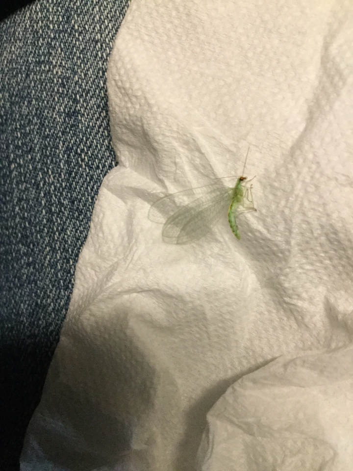 晚上趨光飛來，請問這是什麼？
