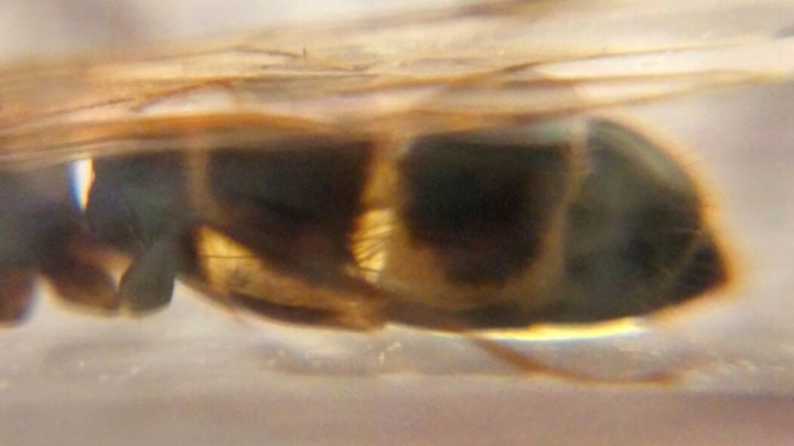 【巴人】 螞蟻飼養 白疏巨山蟻