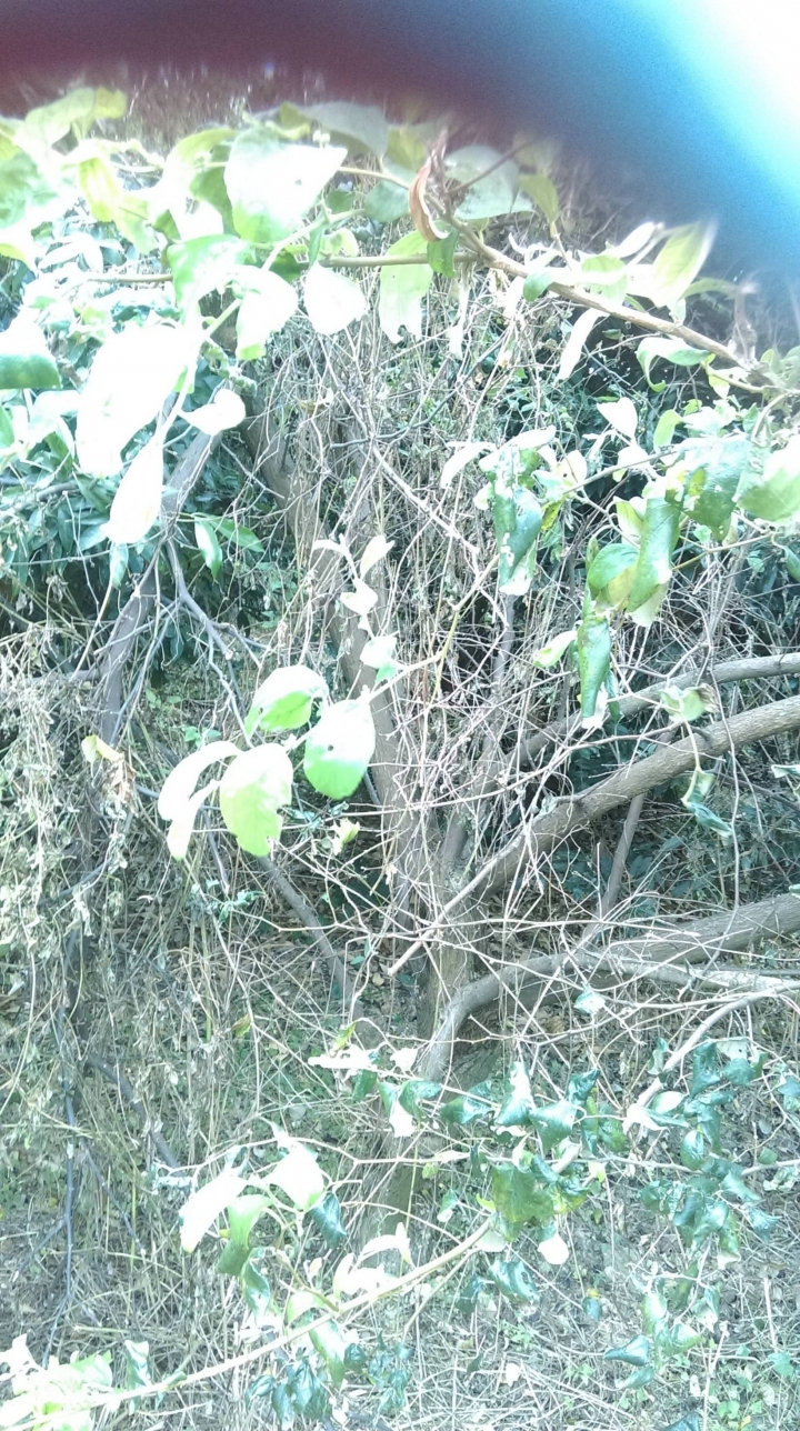 新手整理自家的果園經歷