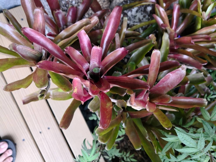 請問植物名稱?
