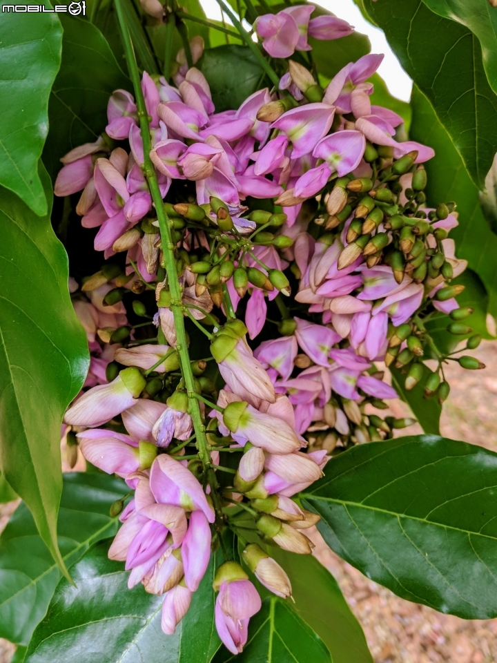 水黃皮+欒樹+朱蕉 高雄市楠梓區右昌森林公園 10/13