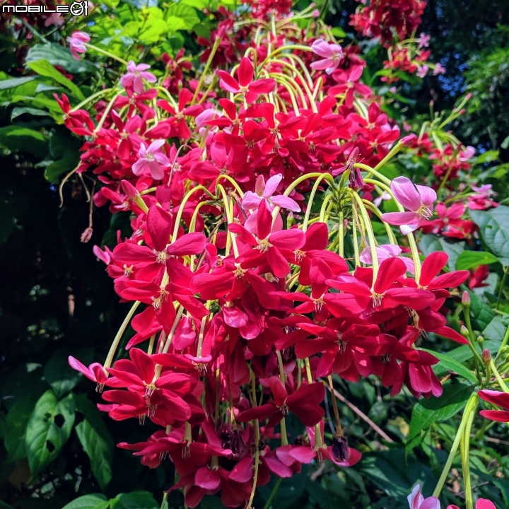 垂花懸鈴花(永不開的花) 台南市東區後甲公園10/21