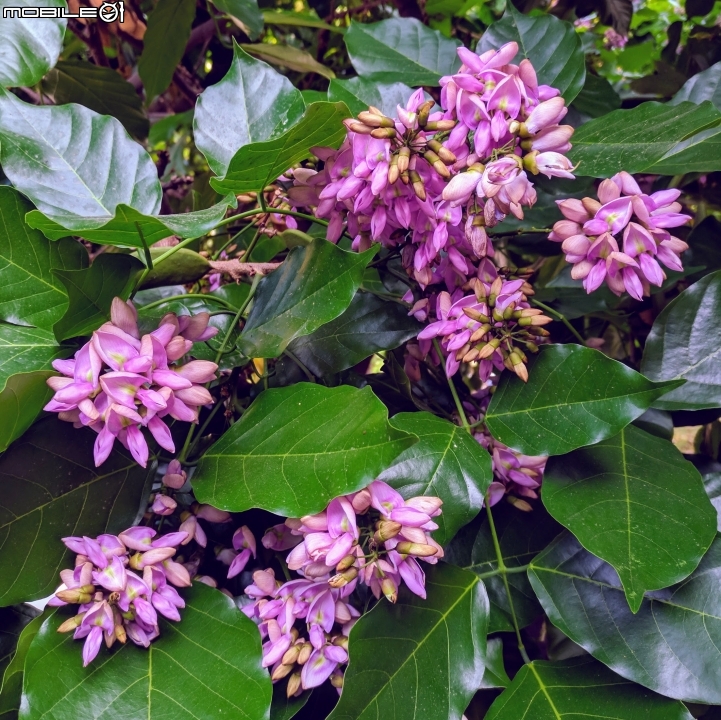水黃皮+欒樹+朱蕉 高雄市楠梓區右昌森林公園 10/13