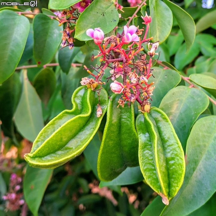 楊桃花 台南市北區中華北路一段 10/21
