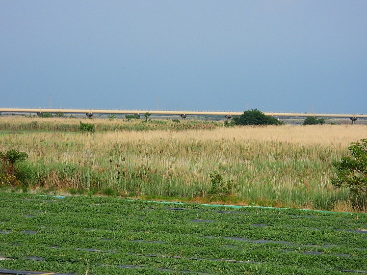Nikon P1000一日遊，從霧台到南州，到林園深秋芒，迎接鳗魚苗返鄉的豐收。