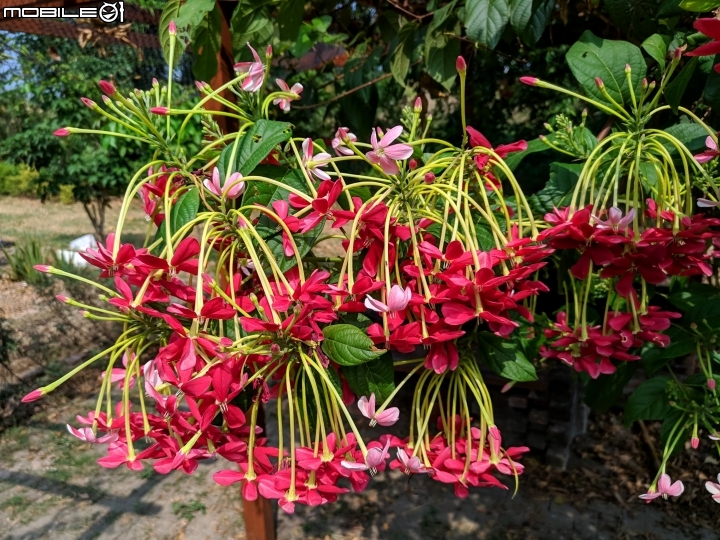 垂花懸鈴花(永不開的花) 台南市東區後甲公園10/21