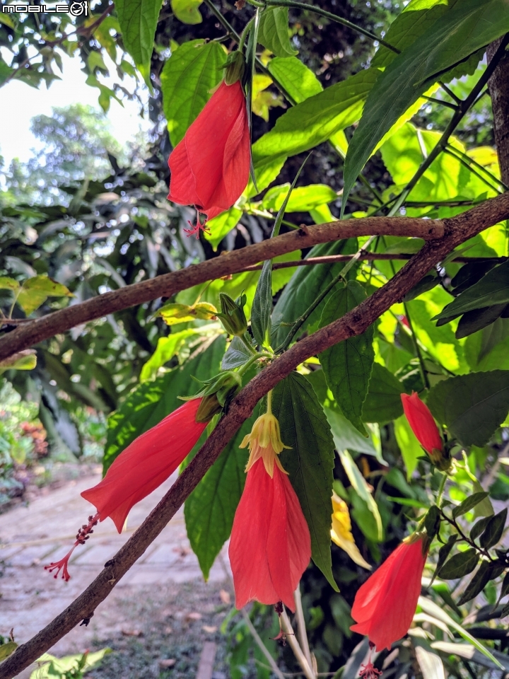 垂花懸鈴花(永不開的花) 台南市東區後甲公園10/21