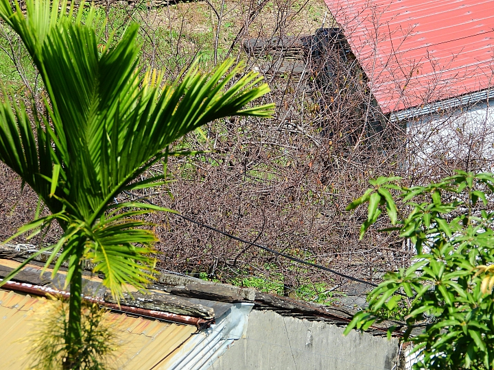 Nikon P1000一日遊，從霧台到南州，到林園深秋芒，迎接鳗魚苗返鄉的豐收。