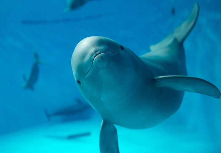 【廣島縣】前往「宮島水族館」與超可愛的「瀨戶內海鯨魚」見面！