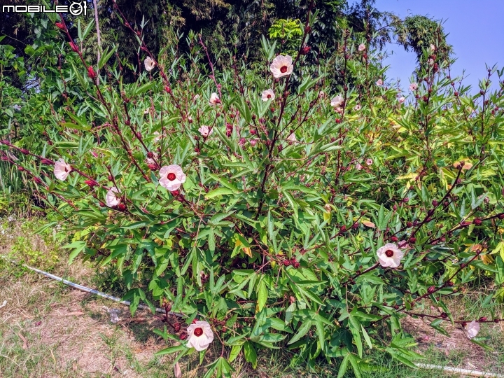 垂花懸鈴花(永不開的花) 台南市東區後甲公園10/21