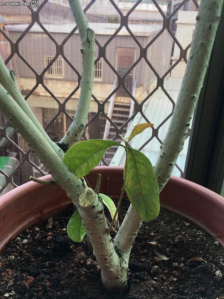 我的桂花還有救嗎?