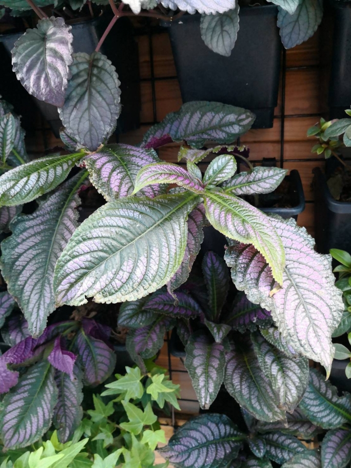 請問植物名稱?
