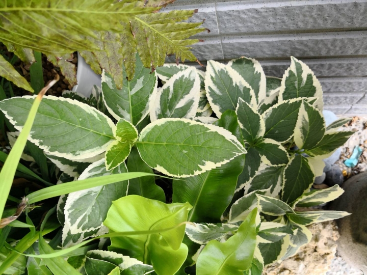 請問植物名稱?