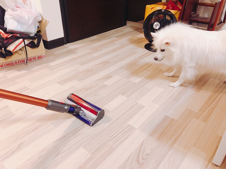 【體驗活動文】用Dyson V10愛屋及烏~愛我的家也愛"牠"~