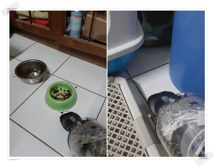 【體驗活動】寵愛（毛）孩子們！就是使用《Dyson Cyclone V10™》吸塵器清潔環境照顧他們的健康！