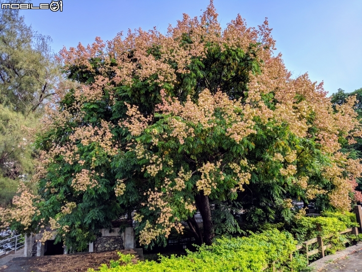水黃皮+欒樹+朱蕉 高雄市楠梓區右昌森林公園 10/13