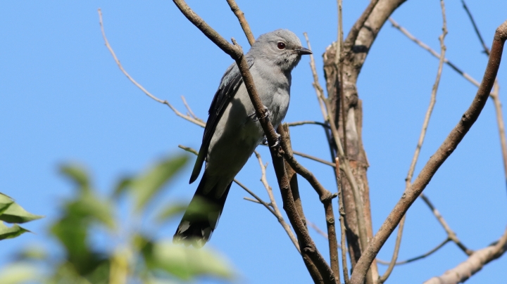 請問有人知道這是什麼鳥嗎