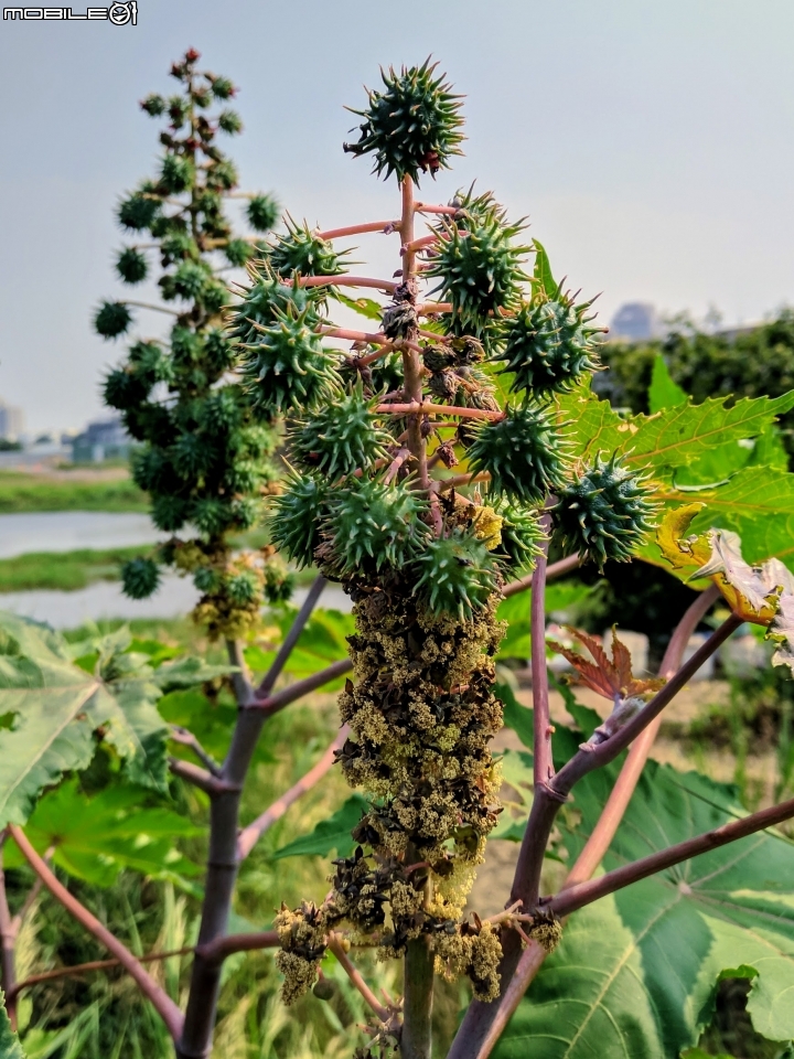 水黃皮+冬葵子+辣木+蓖麻 台南市安平區鹽水溪畔 10/10