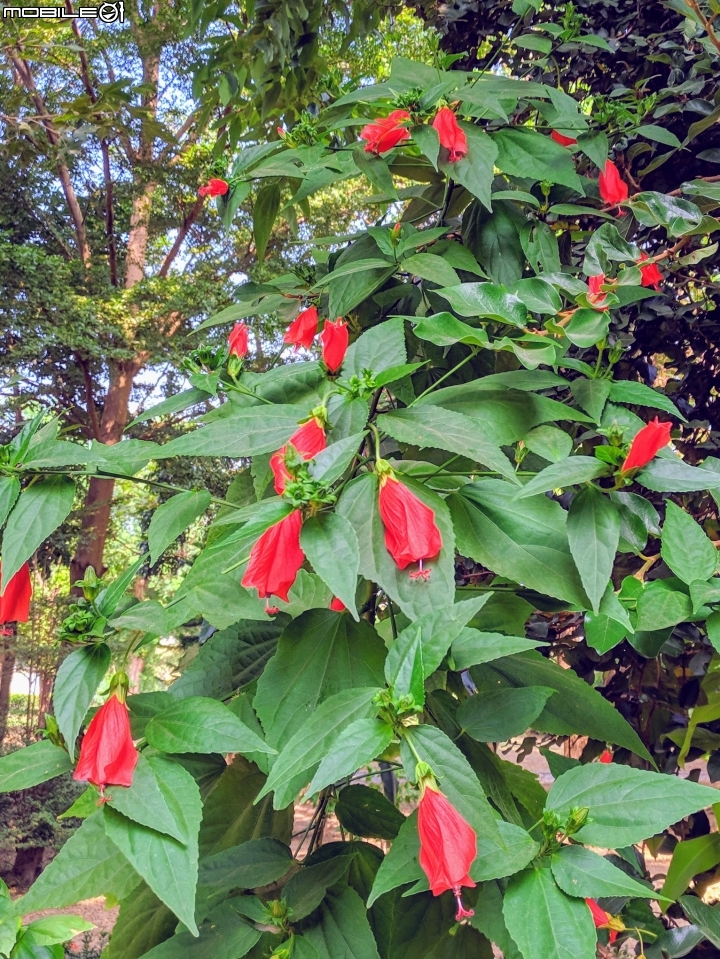 垂花懸鈴花(永不開的花) 台南市東區後甲公園10/21
