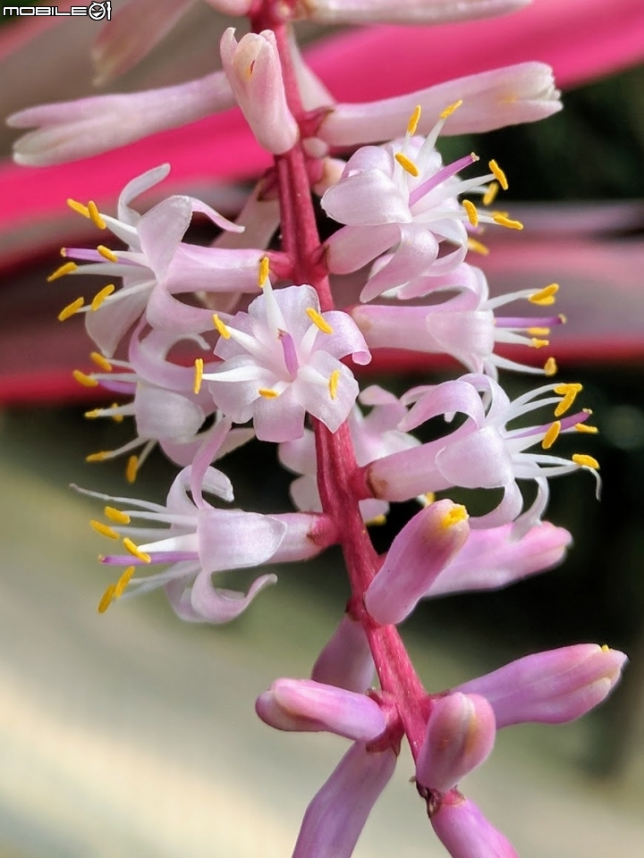水黃皮+欒樹+朱蕉 高雄市楠梓區右昌森林公園 10/13