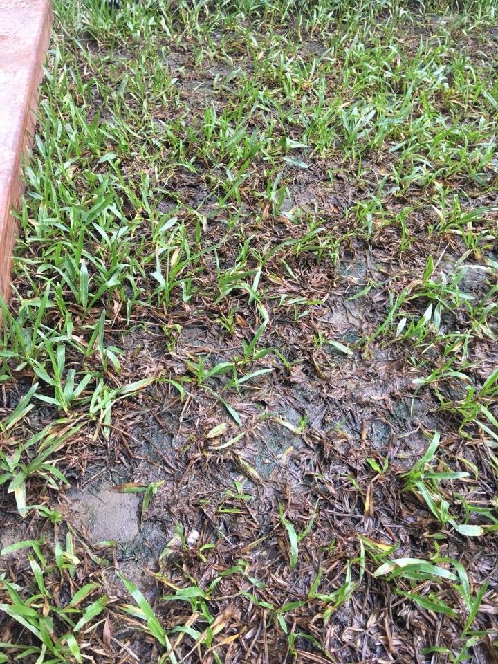 地毯草趴地不起