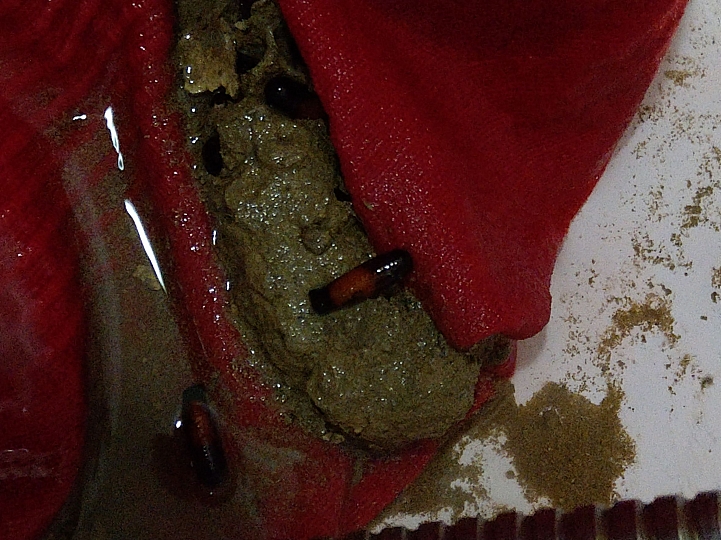 [請教]不知名的蟲蛹??