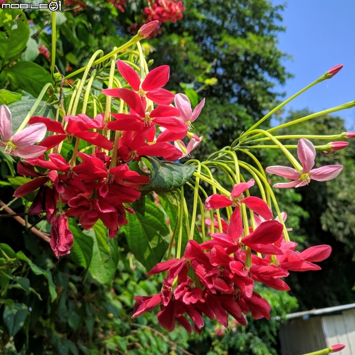 垂花懸鈴花(永不開的花) 台南市東區後甲公園10/21
