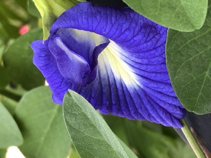 蝶豆花 之 藍色釋放