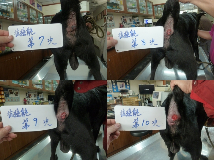 毛孩對抗圍肛腺瘤