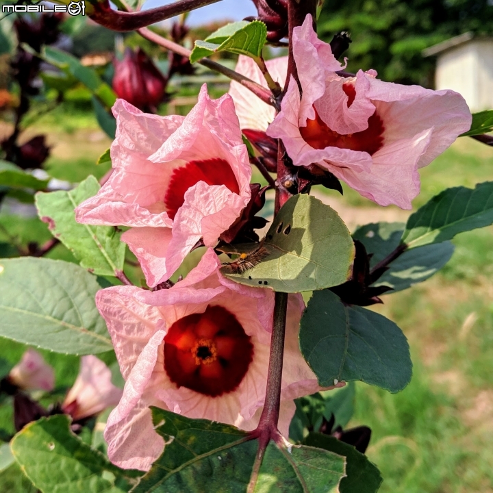 垂花懸鈴花(永不開的花) 台南市東區後甲公園10/21