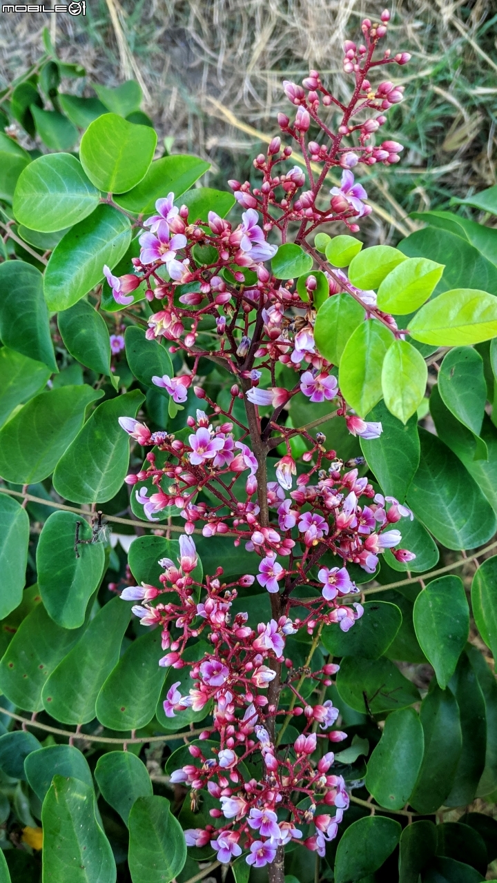 楊桃花 台南市北區中華北路一段 10/21