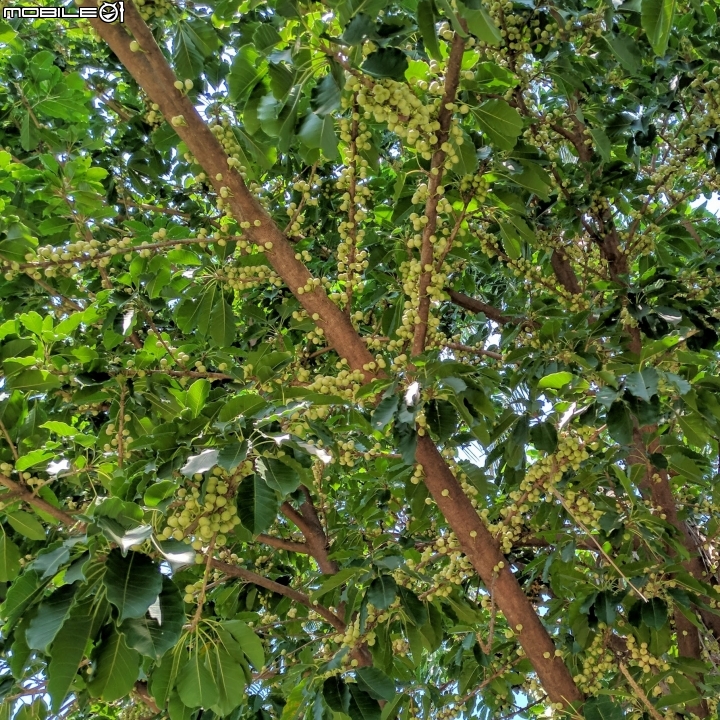 雀榕+黃連木 台南市永康區永康公園 09/30