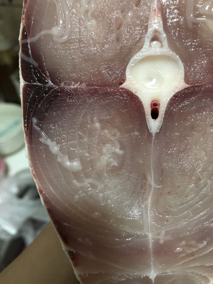 《求救》奇怪的魚⋯⋯